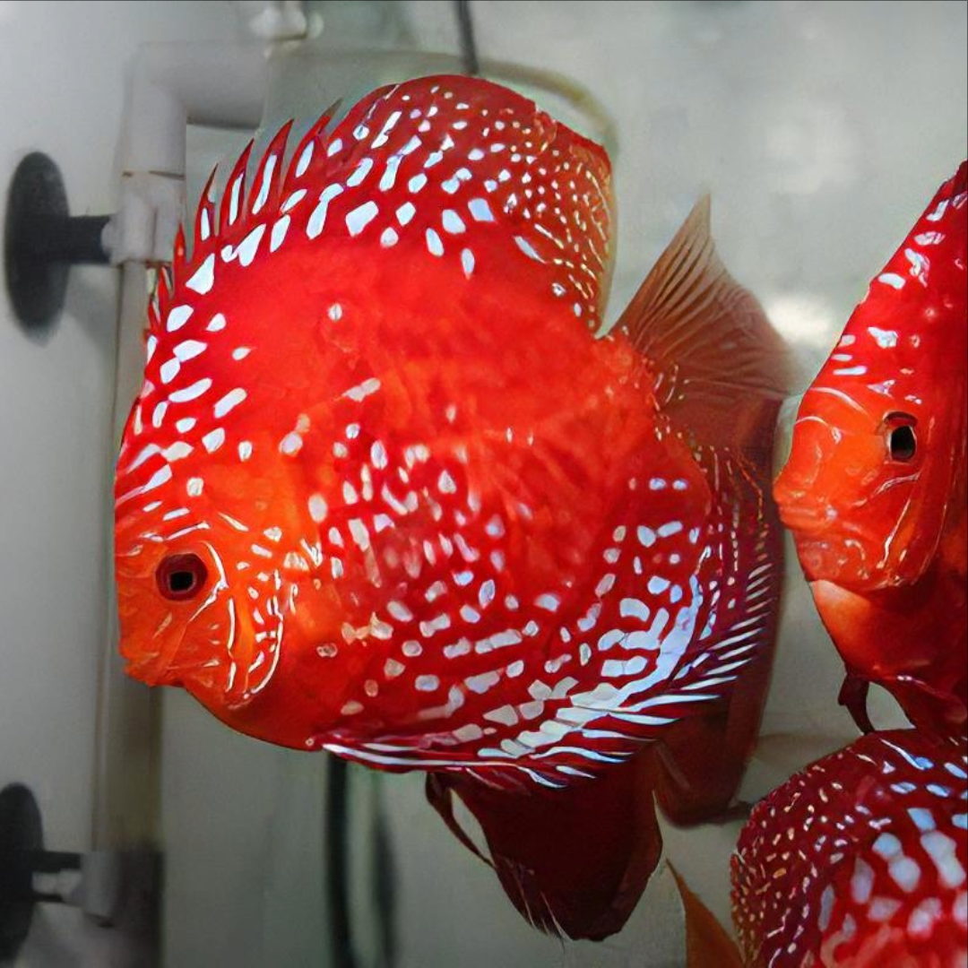 1 Pair ₹7299 Red Rafflesia Discus Fish