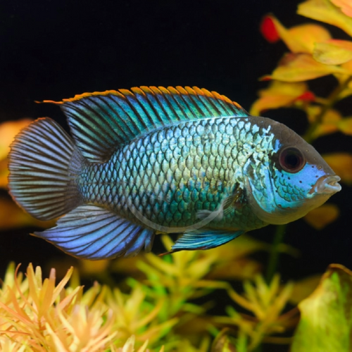 Buy Online Electric Blue Acara Fish