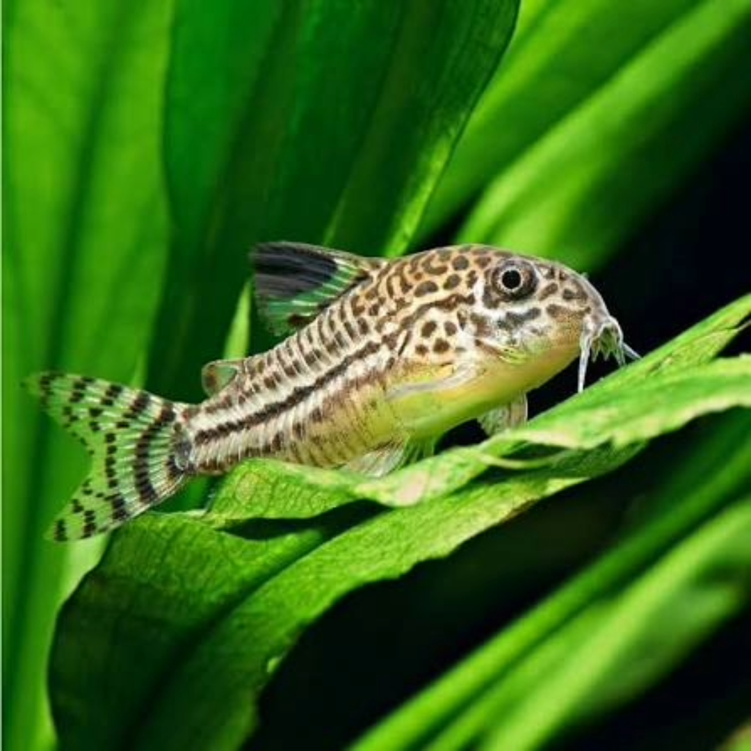 Buy Online Julii Cory Cat Fishs