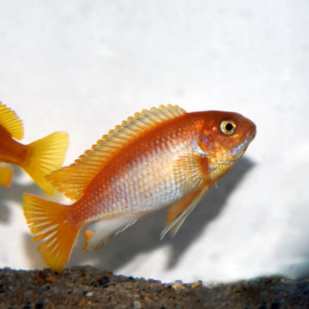 2 Pair ₹999 Red Zebra Cichlid Fish