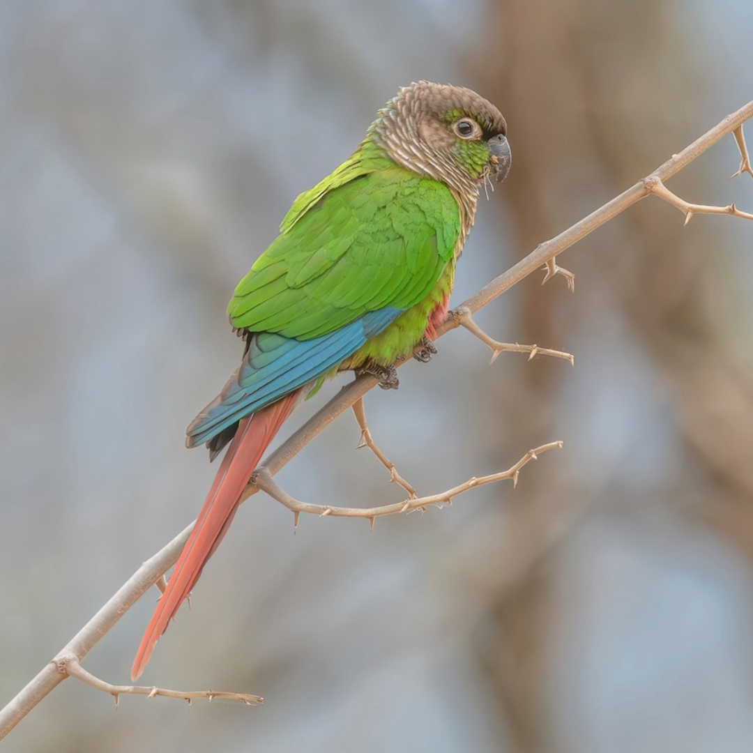[ 1 Pair ₹7700 ] Green Cheek Conure Birds
