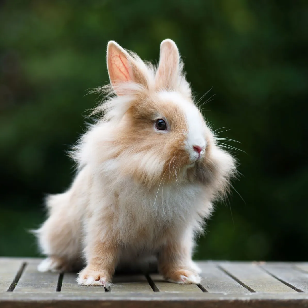 [ 1 Pair ₹4699 ] Lionhead Rabbit