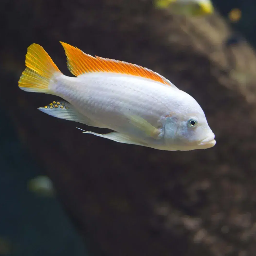 1 Pair ₹899 Albino Red Top Cichlid Fish