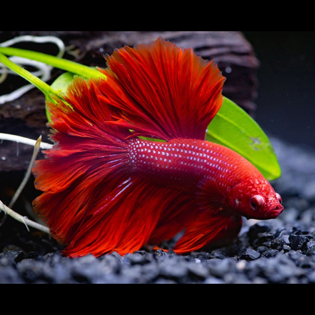 Buy Online Red Betta Fish