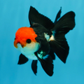 Tricolor Oranda Goldfish Online Shop
