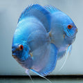 Blue Diamond Discus [ Malaysian Breed ]