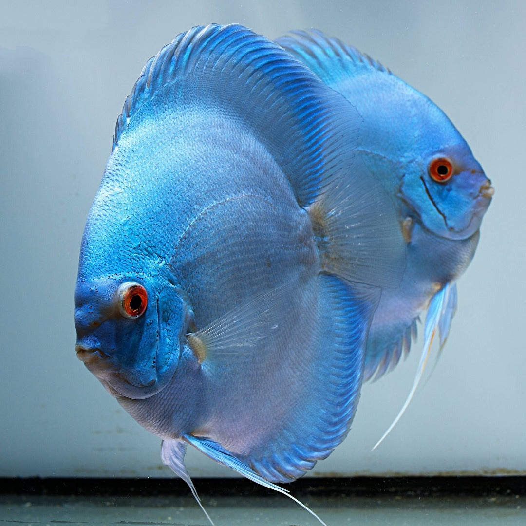 Blue Diamond Discus [ Malaysian Breed ]