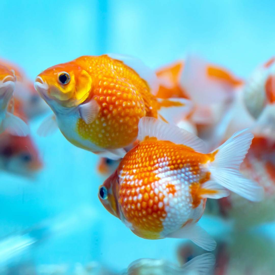 Two orange and white goldfish swimming in a bright blue aquarium with other blurred fish in the background.