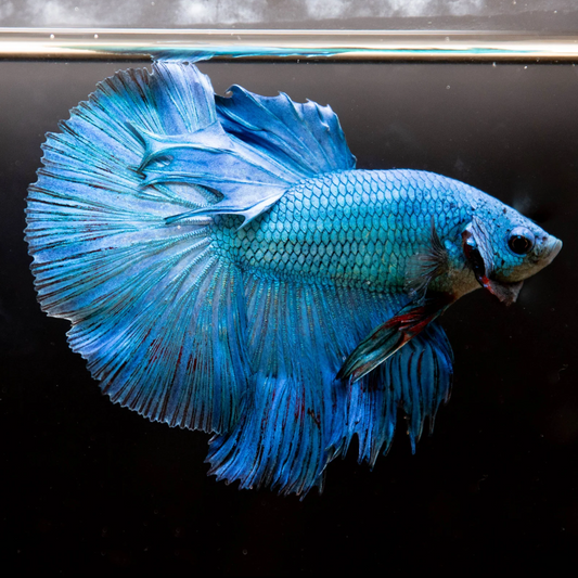 Buy Online Blue Betta Fishes