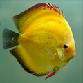 1 Pair ₹6099 Sunshine Discus Fish