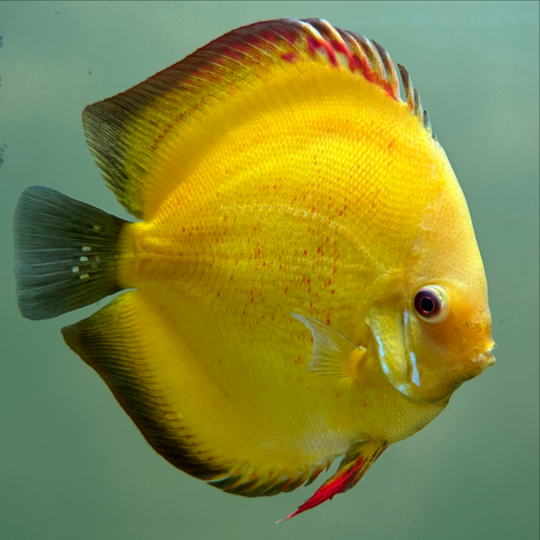 1 Pair ₹6099 Sunshine Discus Fish