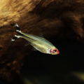 Buy Online Rummy Nose Tetra Fishes