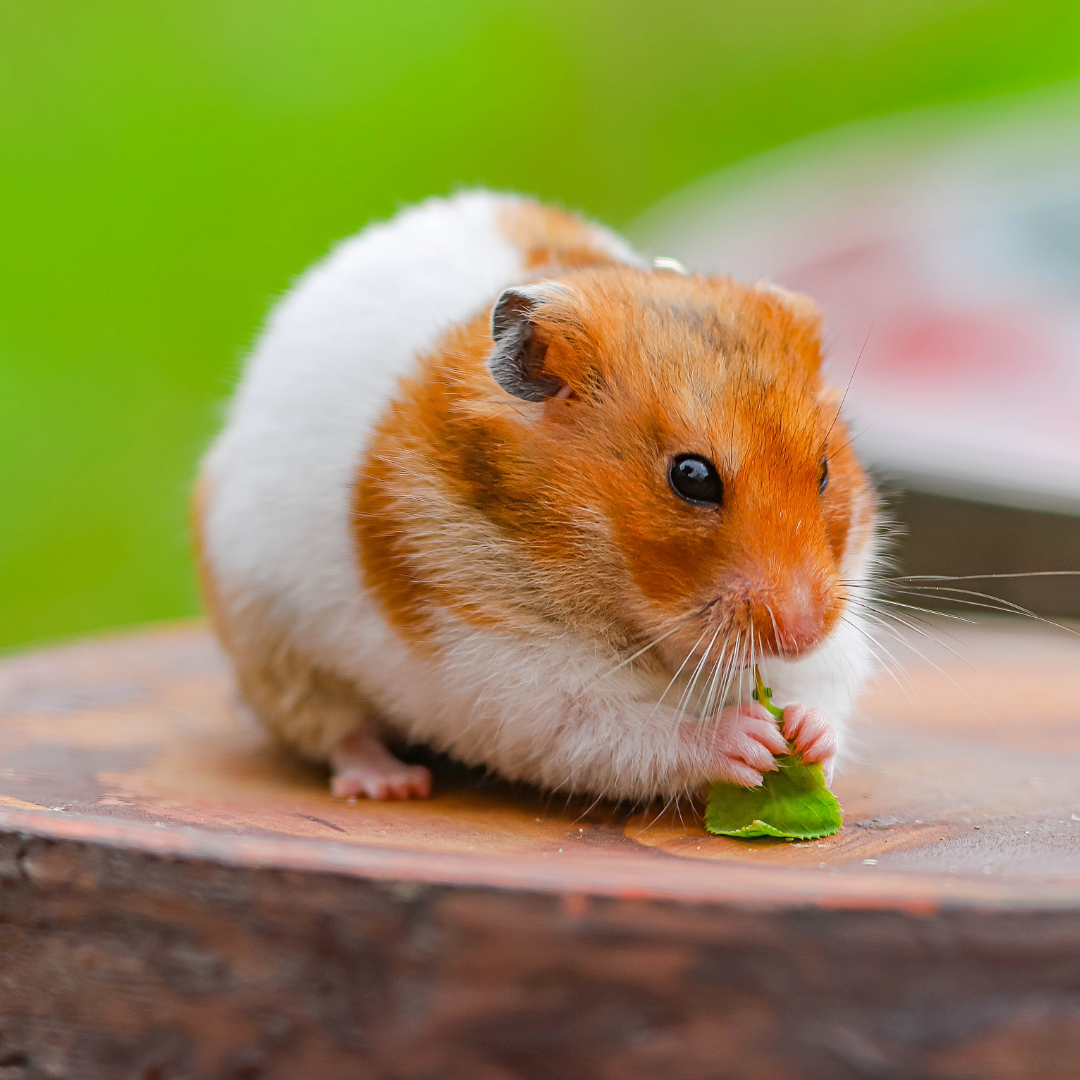 [ 1 Pair ₹3699 ] Golden Syrian Hamster