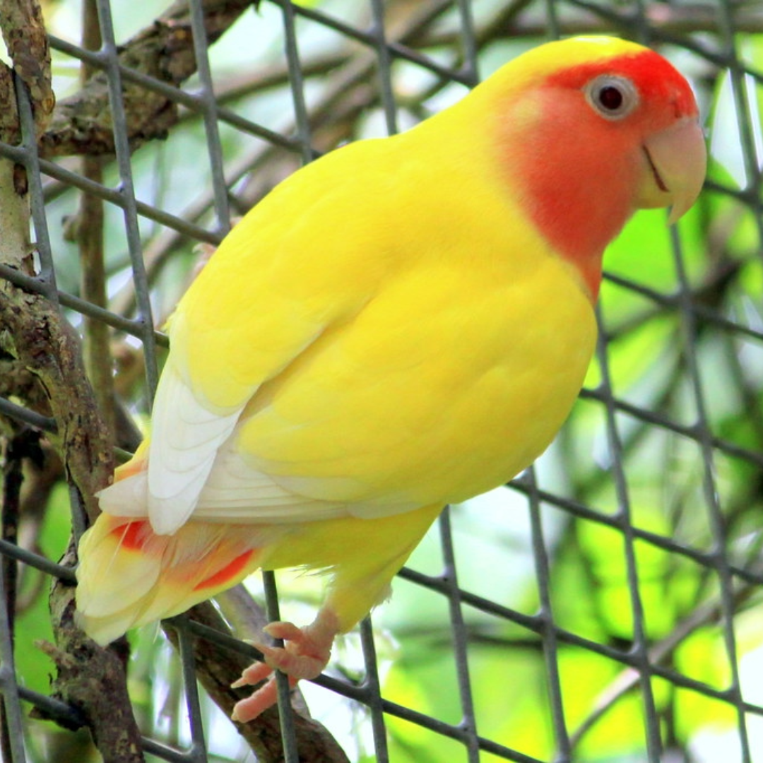 [ 2 Piece ₹5200 ] Lutino Lovebirds Male And Female