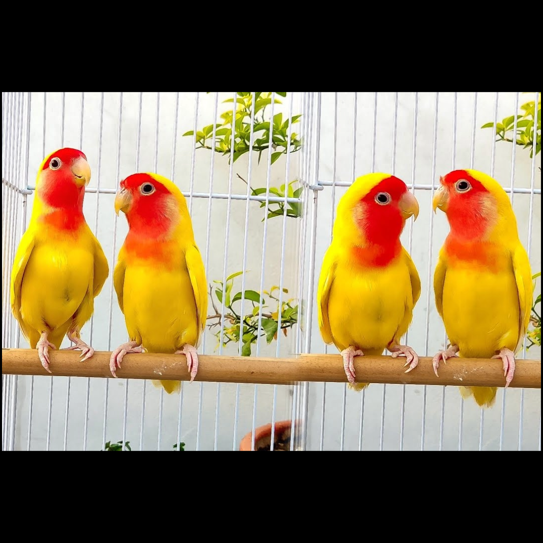 [ 2 Piece ₹5200 ] Lutino Lovebirds Male And Female