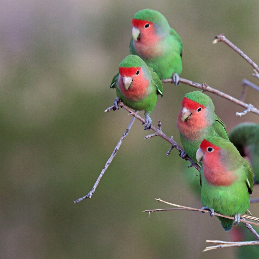 1 Pair Rosy lovebird Male And Female