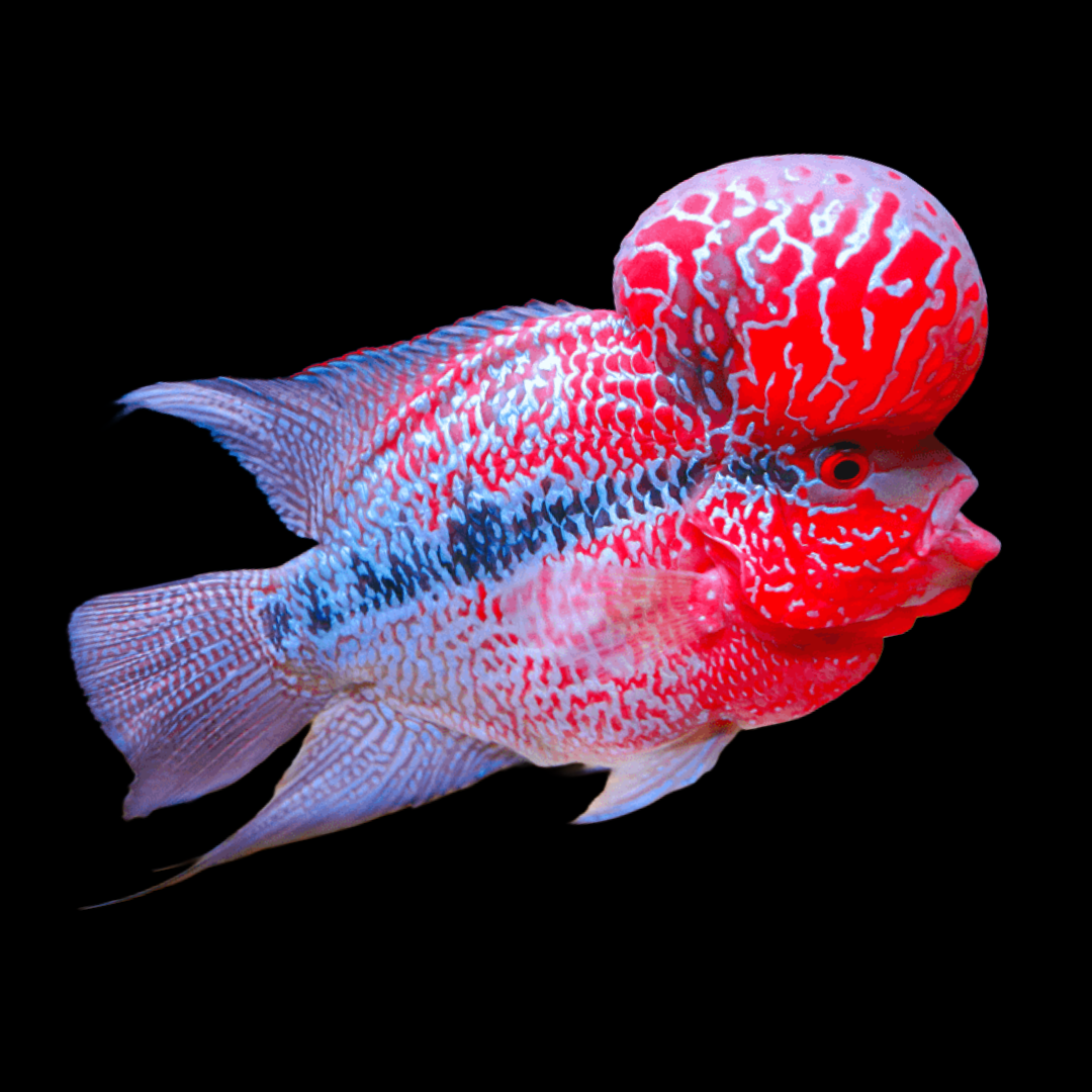 Buy Online SRD Flowerhorn Fishes
