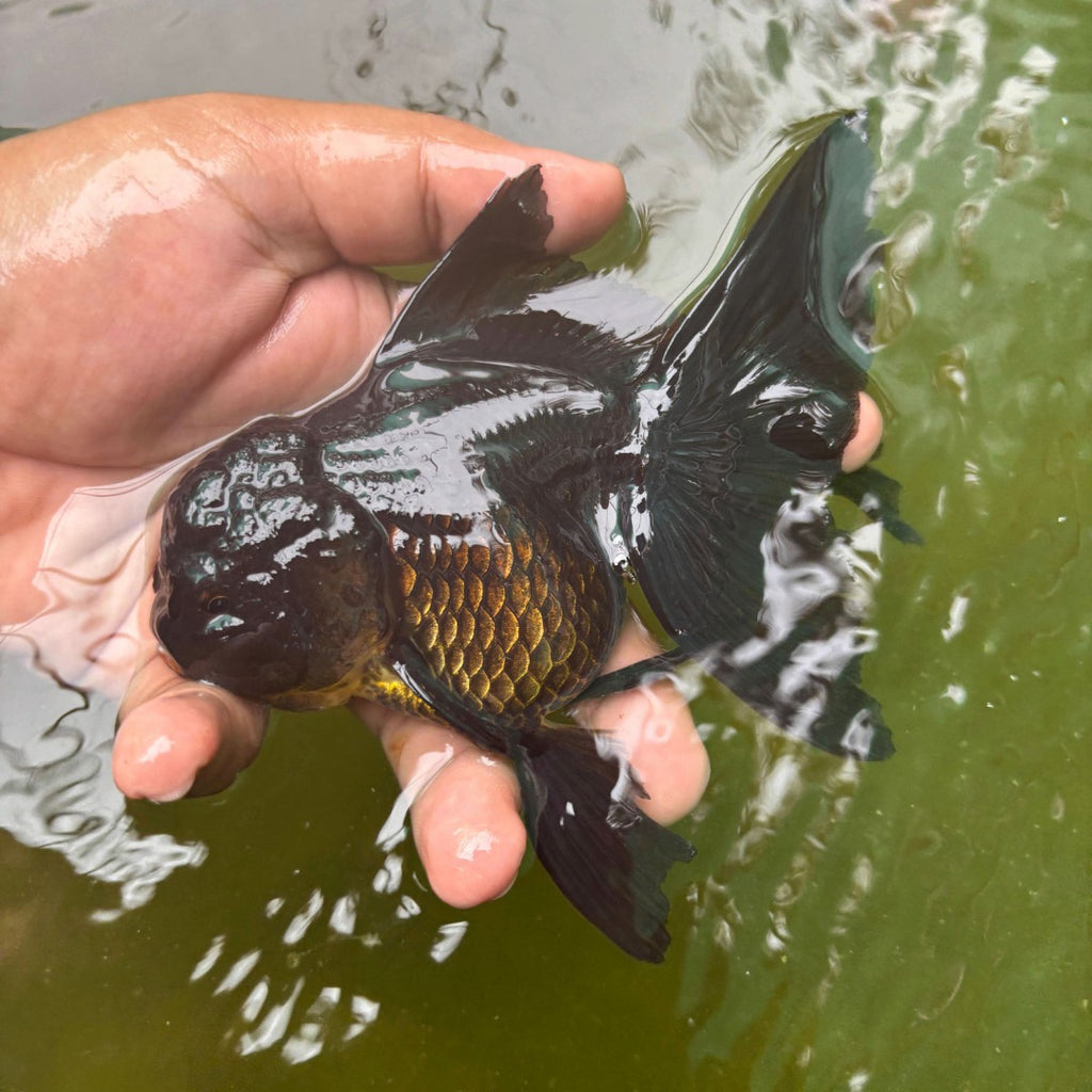 Godzilla Oranda Goldfish ( Female )