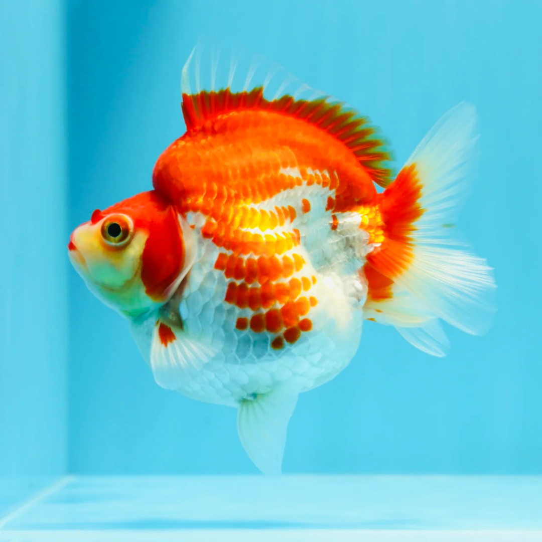 Ryukin Goldfish Online Shop