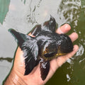 Godzilla Oranda Goldfish ( Female )