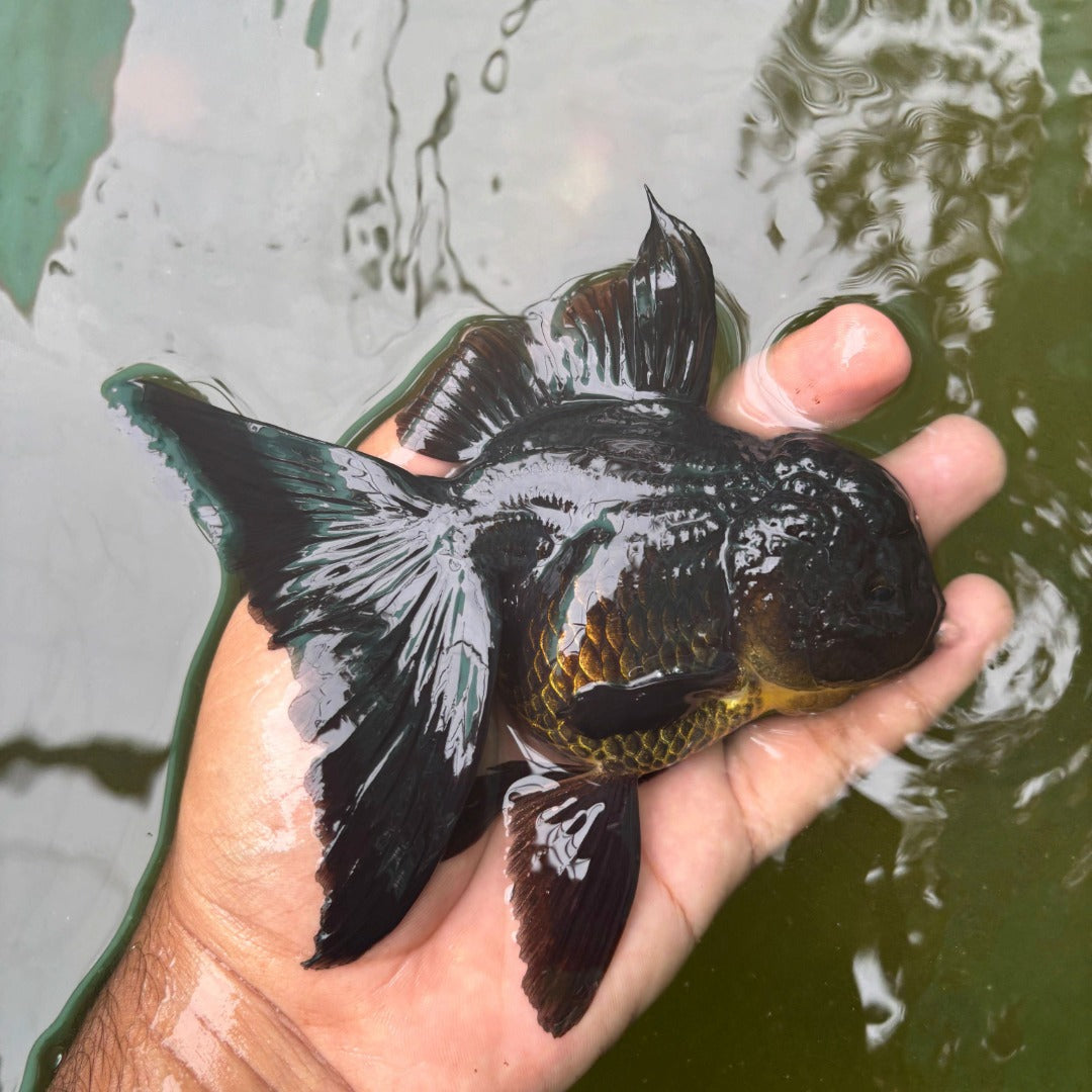 Godzilla Oranda Goldfish ( Female )