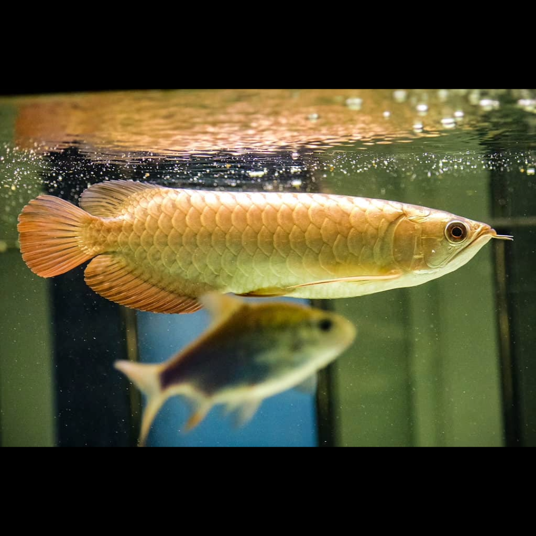 24k Gold Arowana Fish