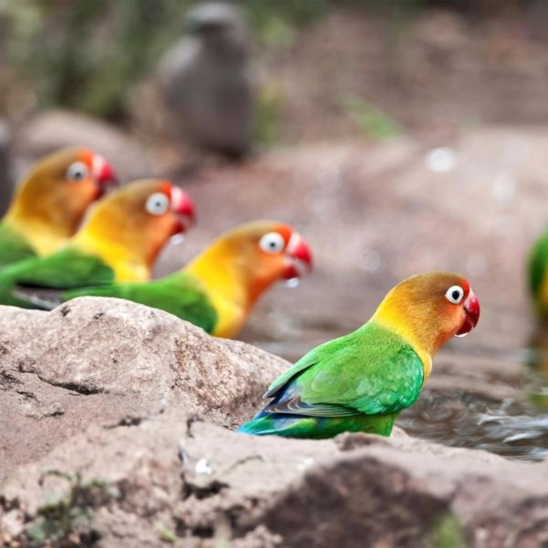 1 Pair Yellow Fischer lovebird Male And Female