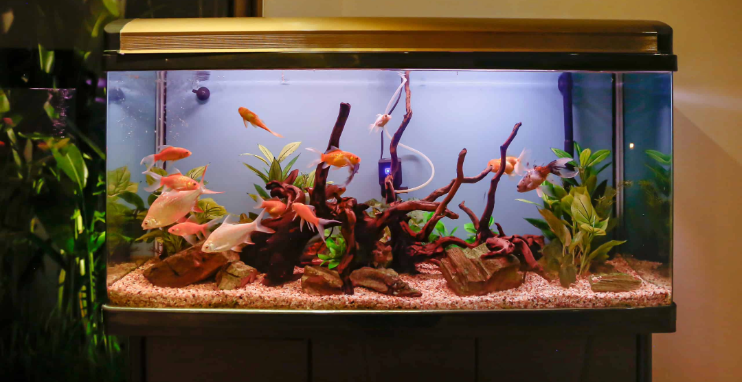 A rectangular aquarium on a stand with a gold rim, filled with pinkish gravel, driftwood, green plants, and several orange fish swimming in a lit tank.