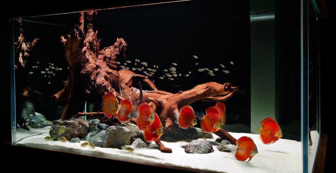 A lit aquarium with several orange-red discus fish swimming around driftwood, rocks, and a white sand substrate against a dark background.