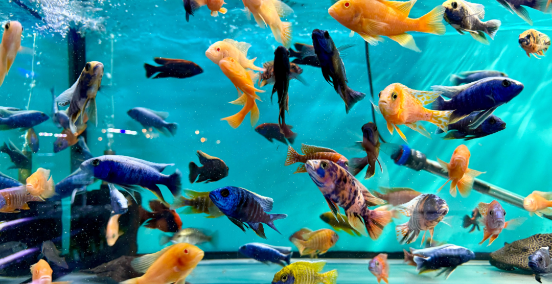 A live aquarium scene filled with numerous colorful cichlid fish swimming in bright turquoise blue water.