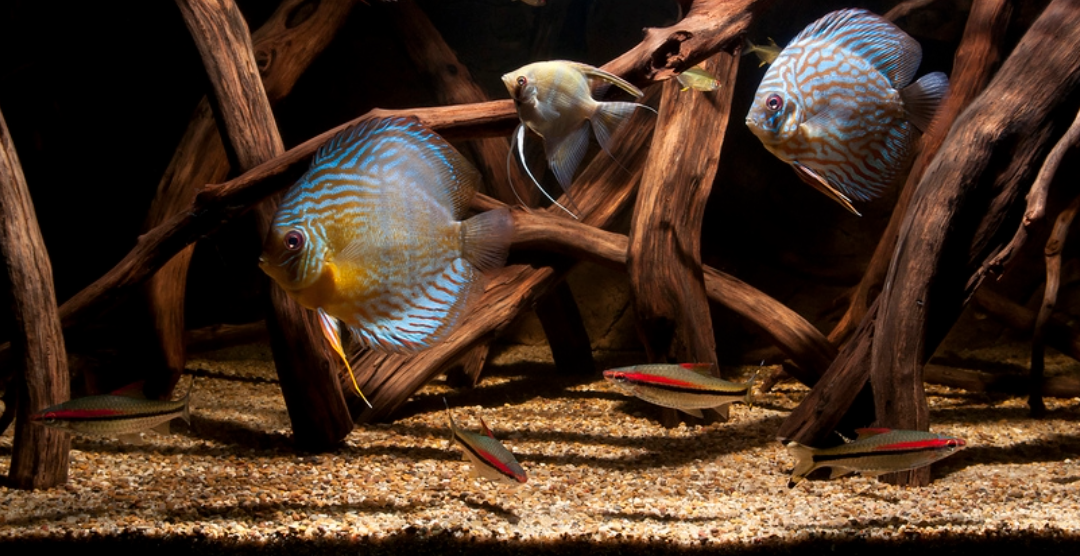 A fish tank scene with several discus fish swimming among dark driftwood branches over sandy substrate.