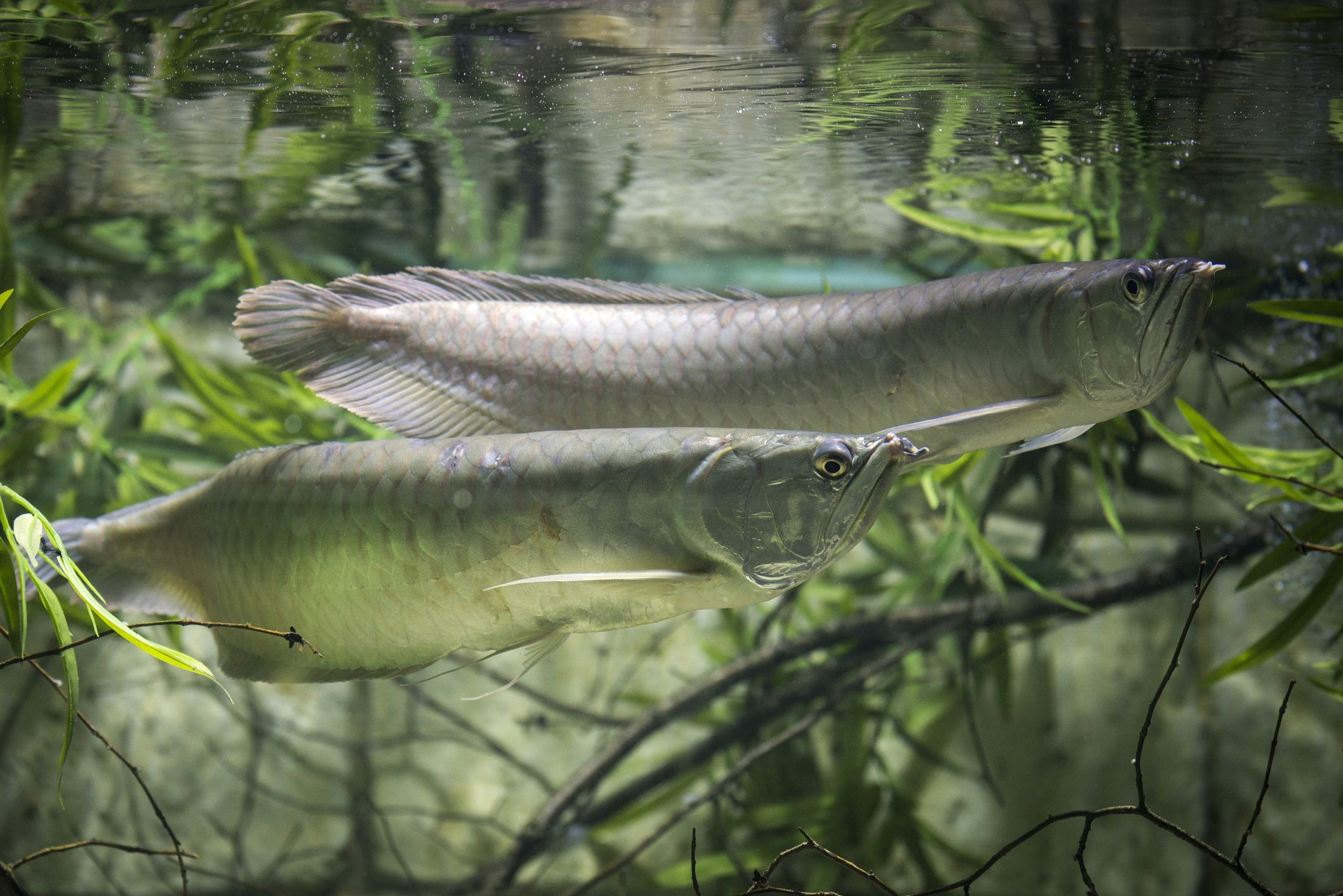 Buy Live Fish Silver Arowana 