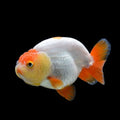 4 Inch Size Ranchu Goldfish Imported