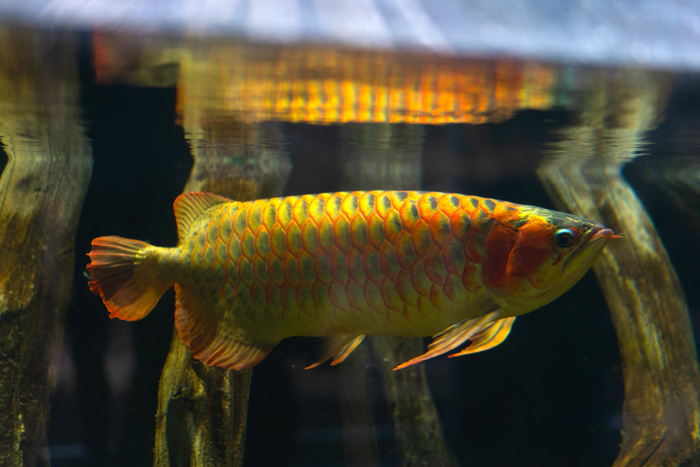 Buy Live Fish Red Arowana 