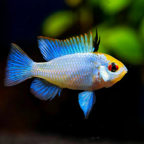 Buy Online electric blue ram cichlid fish