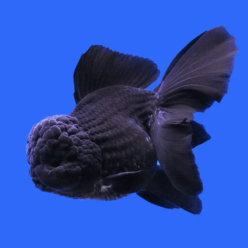  Z Black Rose Tail Oranda Goldfish Online Shop