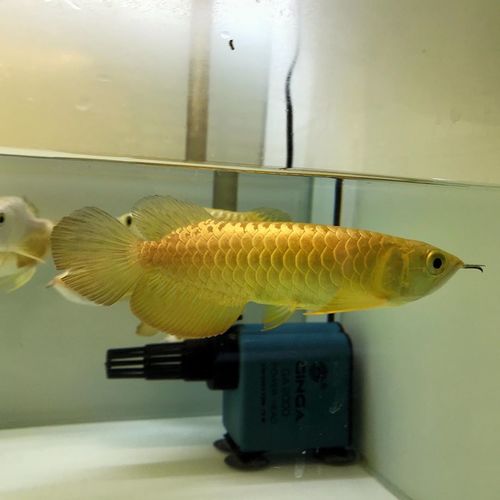 24k Gold Arowana Fish