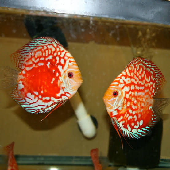 1 Pair ₹7299 Red Panda Discus Fish