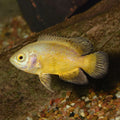 Buy Online Lemon Oscar Fish