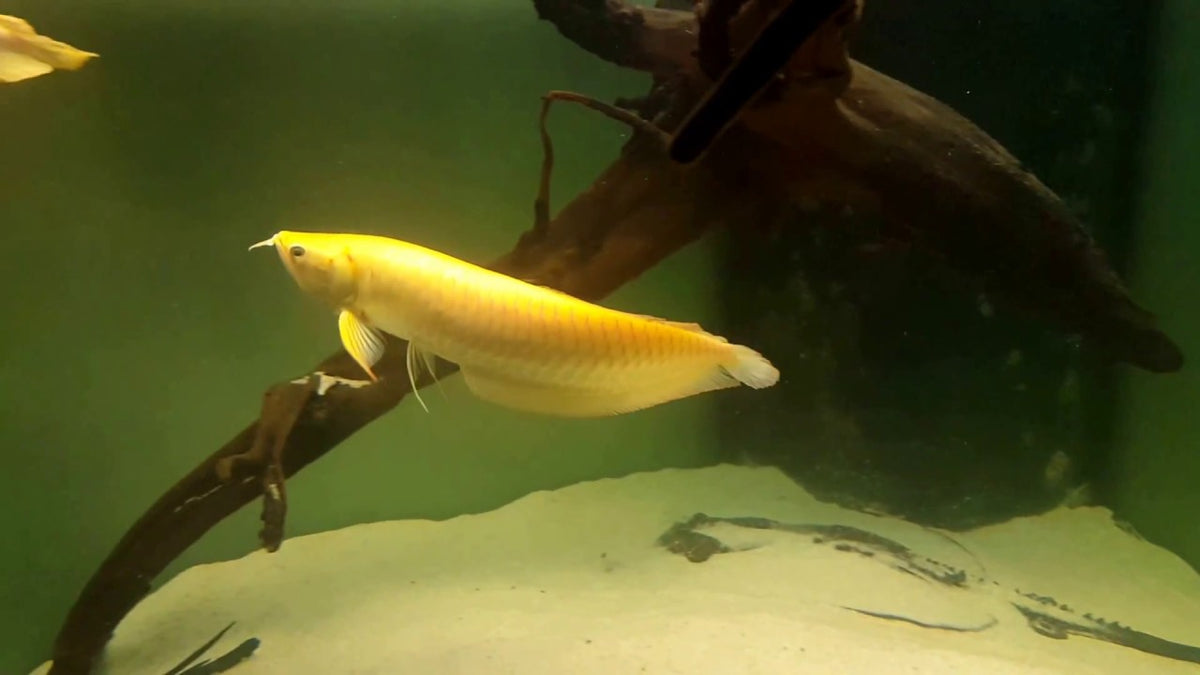 Albino Arowana Fish