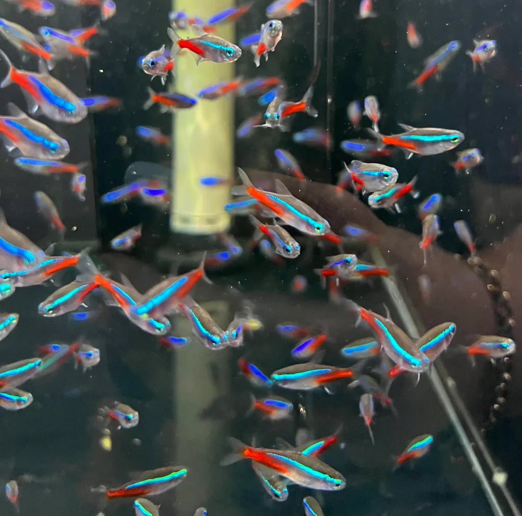 Buy Online Neon Tetra Fishes