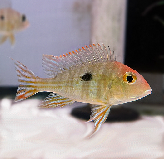 Buy Online red head tapajos geophagus fish