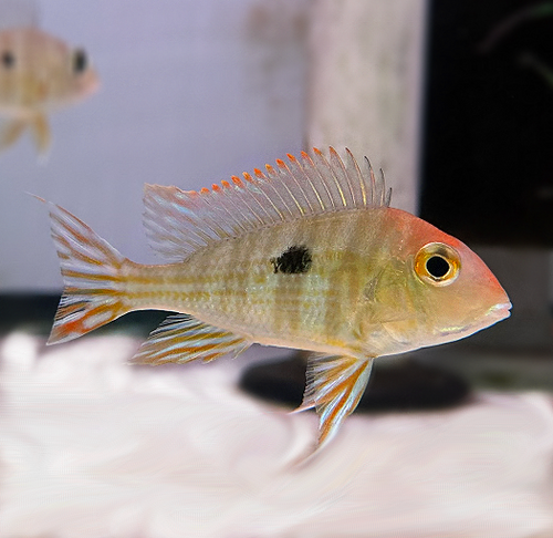 Buy Online red head tapajos geophagus fish