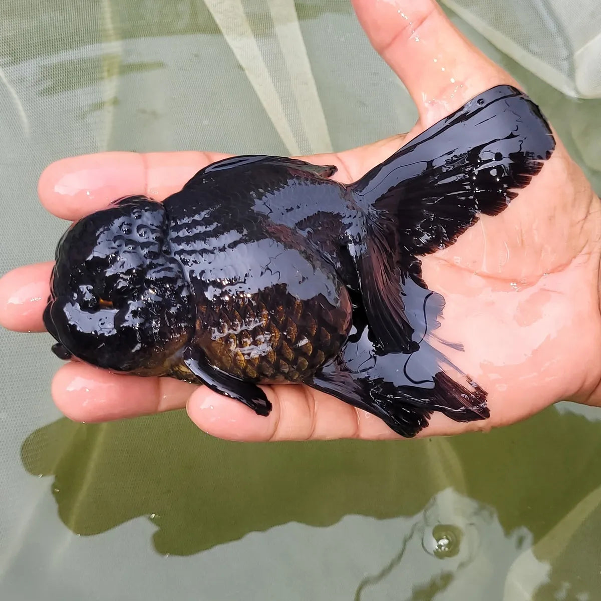 Z Black Rose Tail Giant Oranda Goldfish