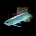 Red Tail Gold Asian Arowana Fish Price