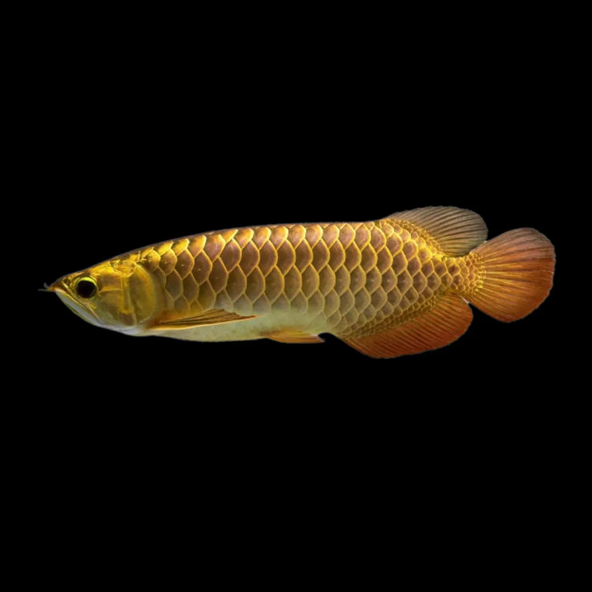 24k Gold Arowana Fish Pricee